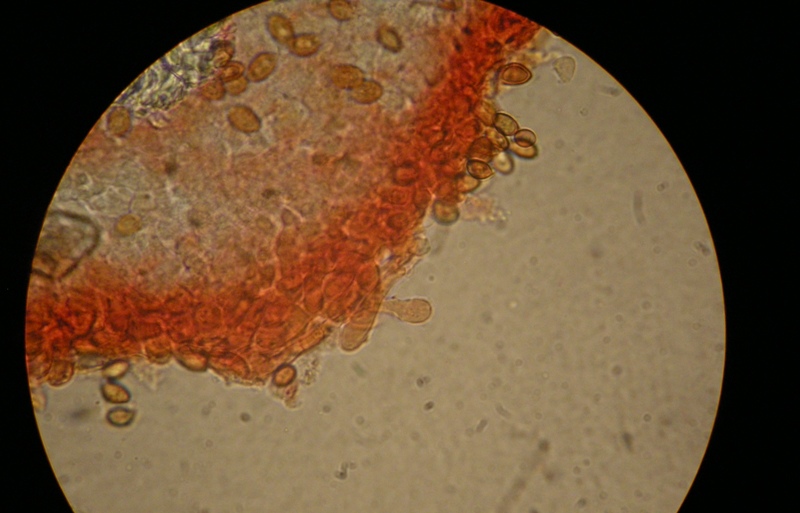 Pholiotina sp. (cfr. Conocybe aporos)